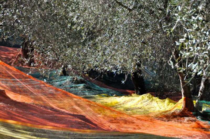 Orange, gelbe und grüne Erntenetze unter silbrig belaubten Olivenbäumen im Sonnenlicht, Fotografie aus der Serie «Agaven, Oliven, Kakteen»