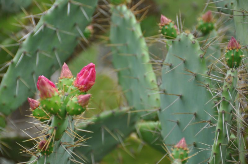 Feigenkaktus mit langen Stacheln und rosa Blütenknospen auf grünen Fruchtansätzen, Fotografie aus der Serie «Agaven, Oliven, Kakteen»
