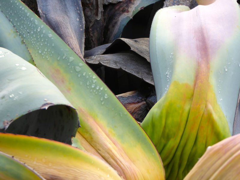 Blassgrüne, gelblich-rosa verfärbte Agavenblätter mit Wassertropfen, dahinter welke dunkle Blätter, Fotografie aus der Serie «Agaven, Oliven, Kakteen»