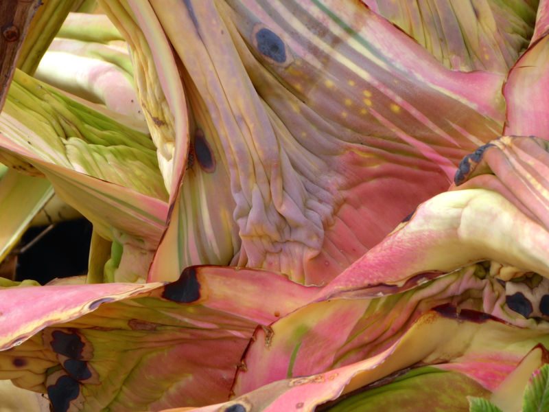 Ineinander verdrehte rosa-grüne Agavenblätter mit dunklen Flecken, Fotografie aus der Serie «Agaven, Oliven, Kakteen»