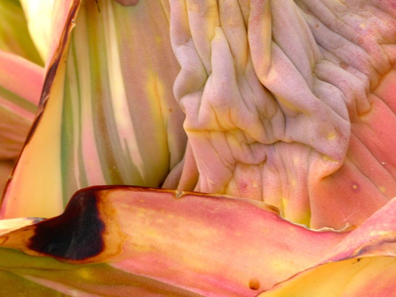 Runzlig gefaltete Blattoberfläche in Rosa und Gelb mit einem schwarzbraunen Fleck, Fotografie aus der Serie «Agaven, Oliven, Kakteen»