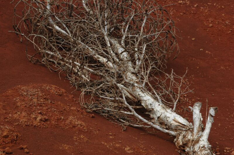Entwurzelter, silbrig-weisser Strauch mit verzweigten Ästen auf rotbrauner Erde, Fotografie aus der Serie «Hawaii»