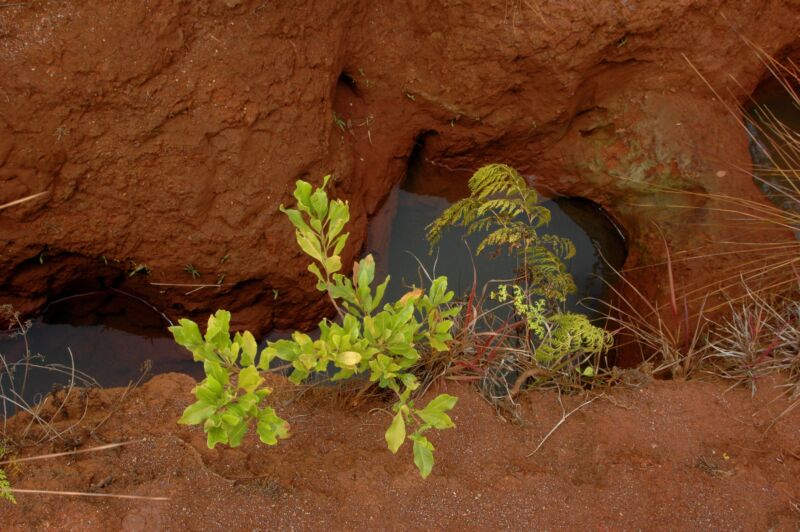 Zwei junge grüne Pflanzen vor höhlenartigen Öffnungen in einer rostroten Erdwand, Fotografie aus der Serie «Hawaii»