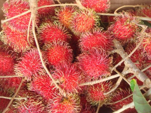 Nahaufnahme leuchtend roter, haariger Rambutan-Früchte an hellen Zweigen, Fotografie aus der Serie «Honolulu»