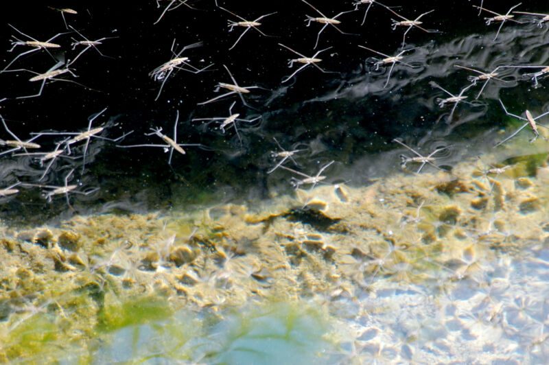 Schwarm von Wasserläufern auf dunklem Wasser über einer sonnigen, algenbewachsenen Uferkante, Fotografie aus der Serie «An ligurischen Flüssen und Bächen»