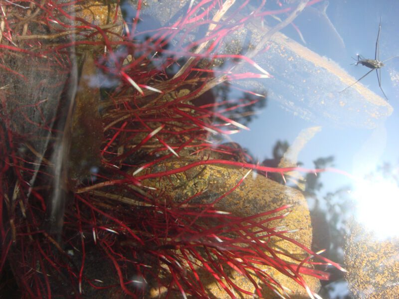 Rote, fadenförmige Wasserpflanzen vor gespiegeltem blauem Himmel mit Sonne und einem Wasserläufer, Fotografie aus der Serie «An ligurischen Flüssen und Bächen»