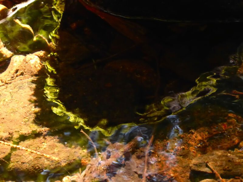 Sonnenlicht spielt in grünlich-goldenen Wellenlinien über flaches Wasser und rötlichen Steingrund, Fotografie aus der Serie «Schwarzwald»