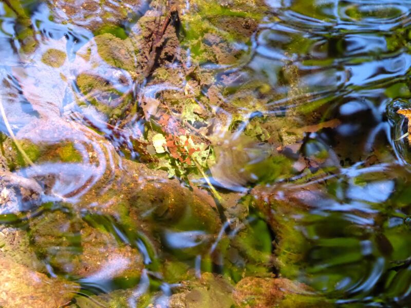 Gekräuselte Wasseroberfläche über grün-braunem Bachgrund mit Laub und Moos, durchzogen von blauen Spiegelungen, Fotografie aus der Serie «Schwarzwald»