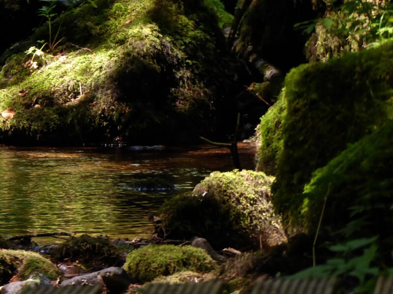 Ruhiger Waldbach zwischen dicht mit Moos bewachsenen Felsen im Halbschatten, Fotografie aus der Serie «Schwarzwald»