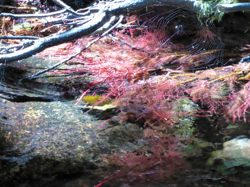 Rötliche, feinfiedrige Pflanzen und ein Spinnennetz unter einem kahlen Ast über einem Stein, Fotografie aus der Serie «Schwarzwald»