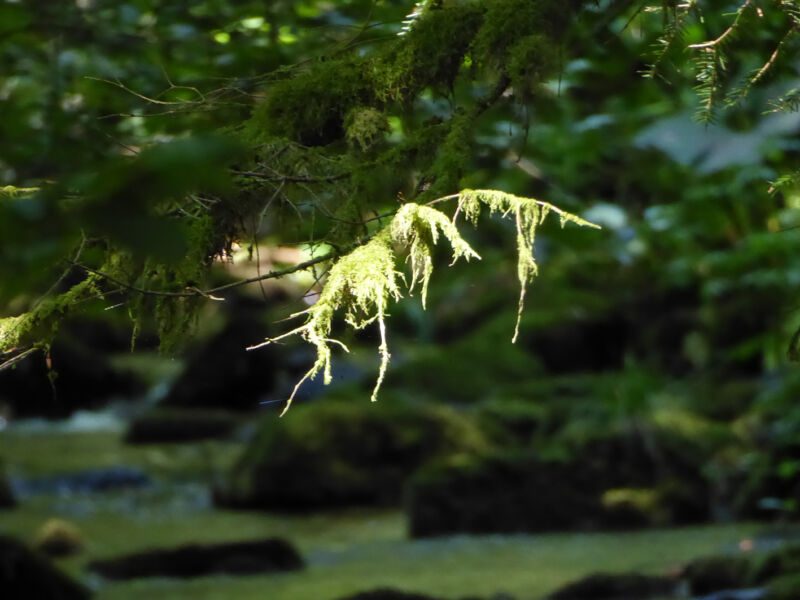 Hellgrüne Bartflechte an einem Nadelzweig im Licht, dahinter unscharf ein moosiger Bachgrund, Fotografie aus der Serie «Schwarzwald»