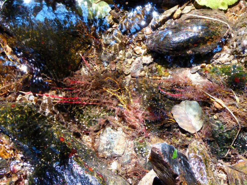 Klares Wasser über Kieseln, glänzenden Steinen, rötlichen Pflanzenfäden und einem Blatt, Aufsicht, Fotografie aus der Serie «Schwarzwald»