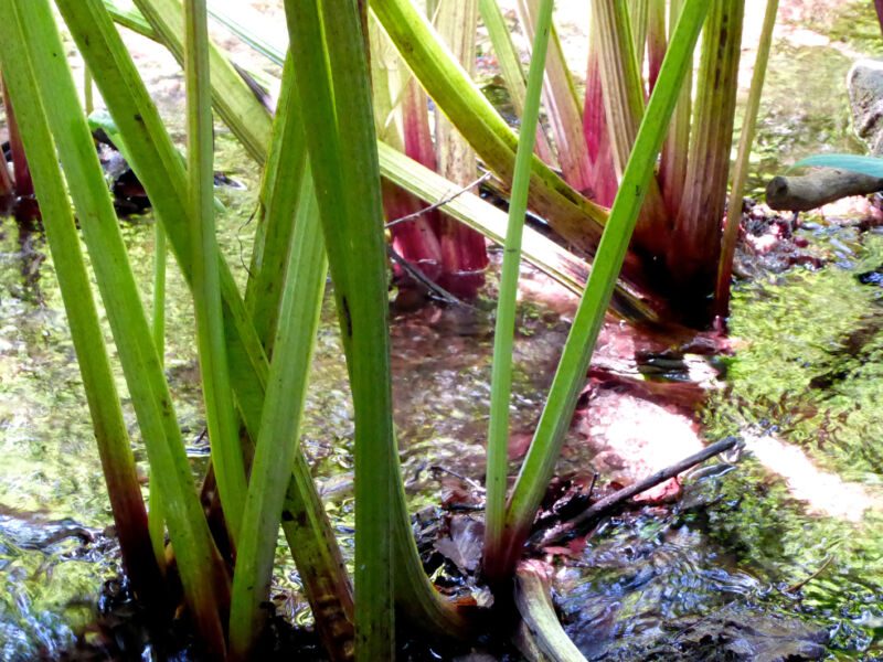 Grüne Stängel mit rötlichem Ansatz wachsen aus seichtem, glitzerndem Wasser, Fotografie aus der Serie «Schwarzwald»